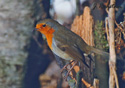 Erithacus rubecula